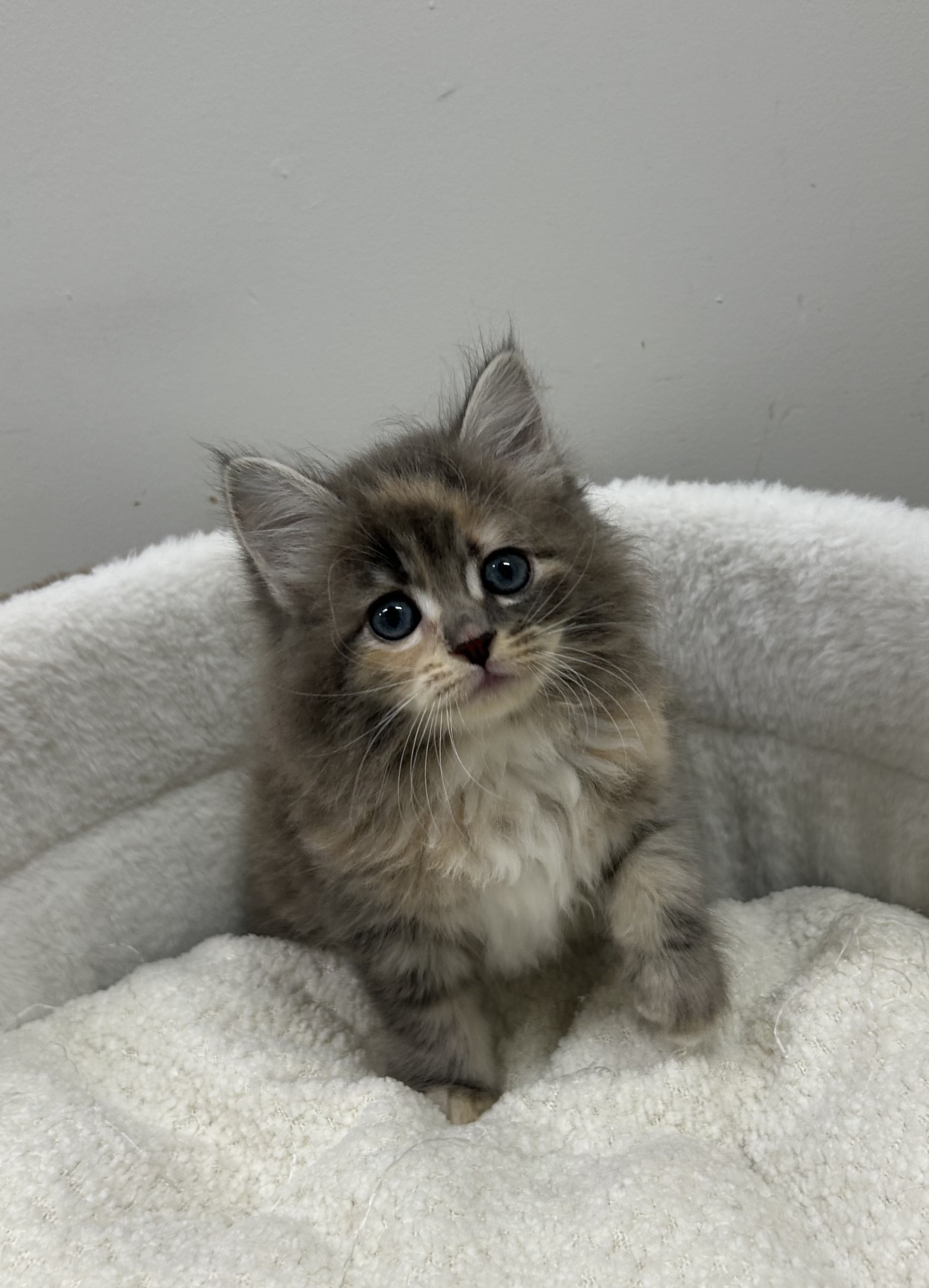 静岡県のラガマフィン (ペッツワン磐田店/2025年4月18日生まれ/女の子/ブラウンパッチドタビーホワイト)の子猫